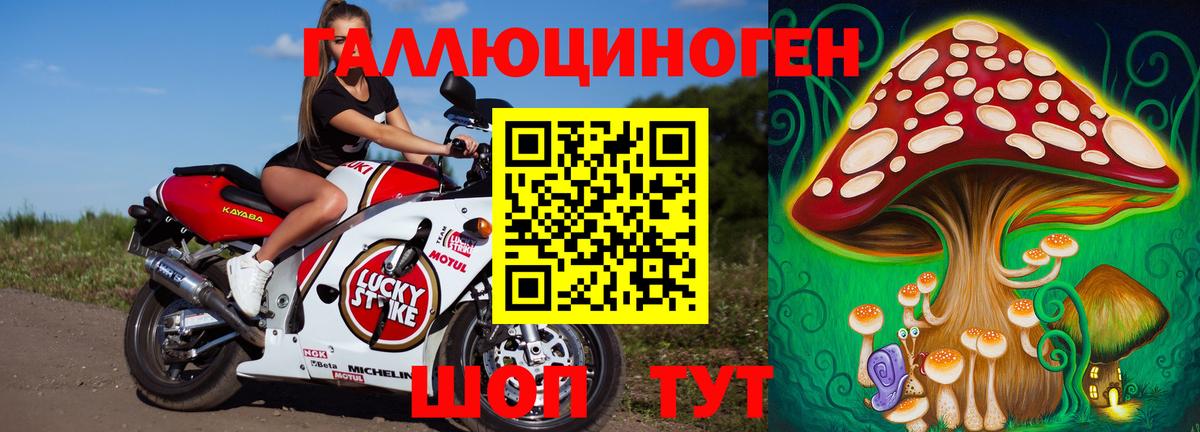 Псилоцибиновые грибы Psilocybe Междуреченск